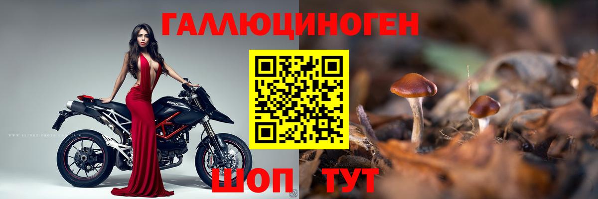 Нерюнгри  Псилоцибиновые грибы ЛСД  Вход с VPN  Псилоцибиновые грибы Psilocybe 